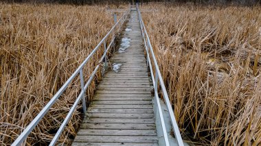 Bahar yaklaştıkça buz ve kar erimeye başlıyor. Vahşi doğanın doğal bir görüntüsü..