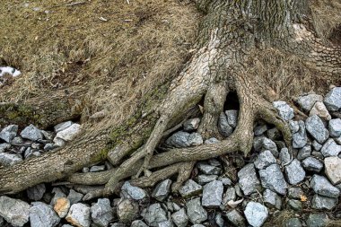 Kökler kayalık çukura doğru genişliyor.
