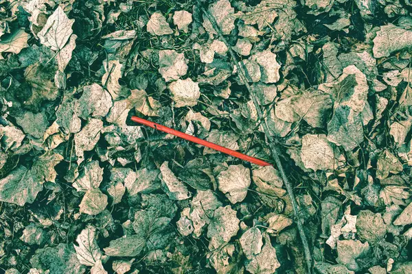 Kırmızı Bir Kamış Yaprakların Arasında Duruyor — Stok fotoğraf