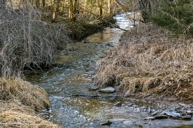 Ormanda küçük bir dere akıyor.