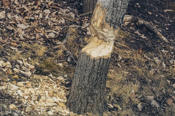 Strom Roztrhaný Kusy Možným Bobrem — Stock fotografie