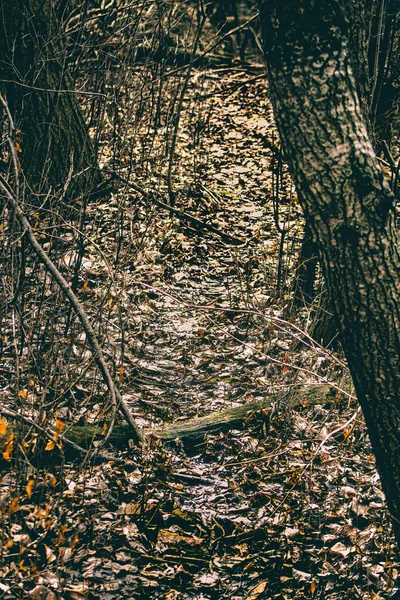 雪は消え 葉はどこにでもあり 森の中の小さなゲームトレイル — ストック写真