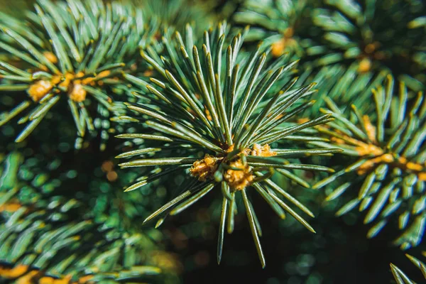 Macro View Pine Needles Tree Branch Look Quite Sharp — Stock Photo, Image