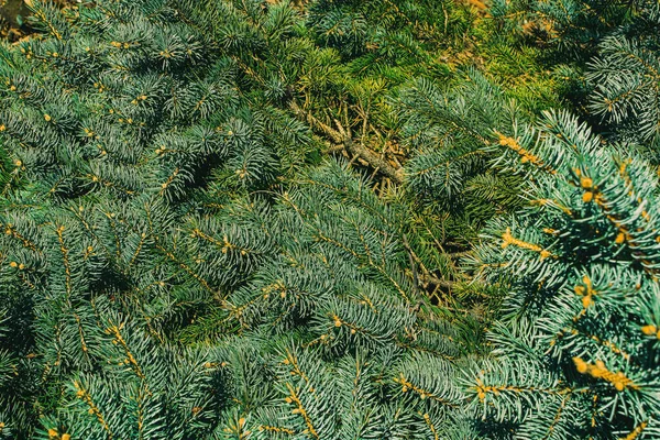 Verde Vibrante Emite Desde Solo Una Vista Agujas Pino Durante —  Fotos de Stock