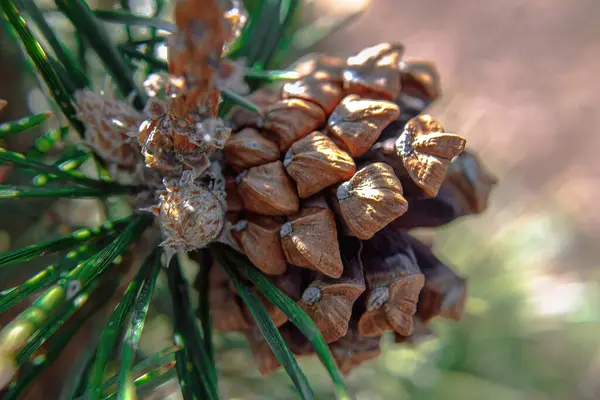 Macro View Pine Cone Pinus Uncinata Mountain Pine Tree Sun — Stock Photo, Image