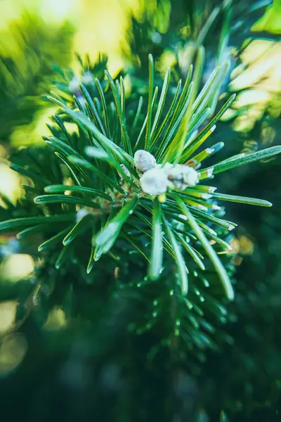 Small White Patterns Can Seen Pine Needles Serbian Spruce — Stock Photo, Image
