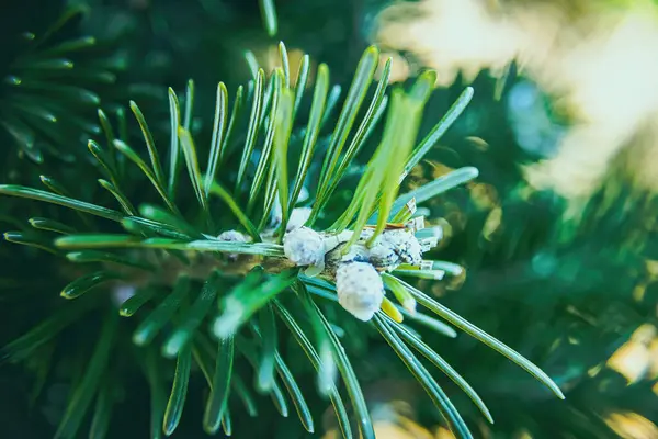 Small White Patterns Can Seen Pine Needles Serbian Spruce — Stock Photo, Image
