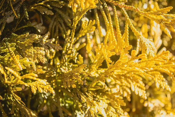 Thuja Occidentalis Bekannt Als Goldtropfen Leuchtet Hell Mit Der Sonne — Stockfoto