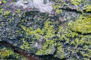 Bahar mevsimi boyunca çok eski ağaç dallarında oluşan bir liken kapağı..