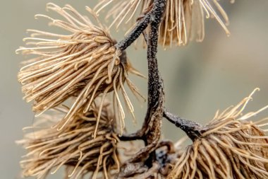 Bu keskin dikenli tohumlar her şeye yapıştığında bahar gelir..