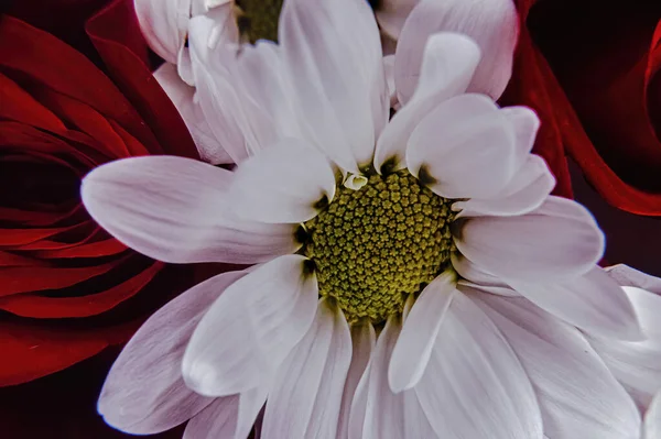 花束中的花朵多彩的景象 — 图库照片