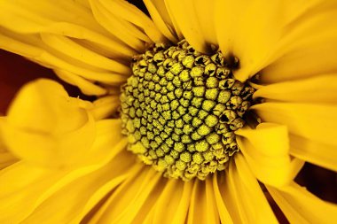 Yakından bir papatya çiçeğinin yemyeşil manzarası