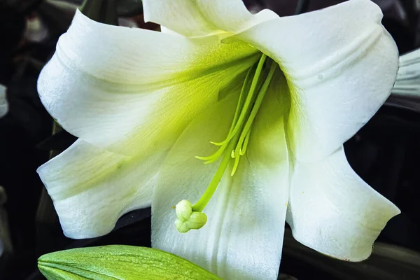 Lilium Formosanum Nära Håll Med Livfulla Färger — Stockfoto