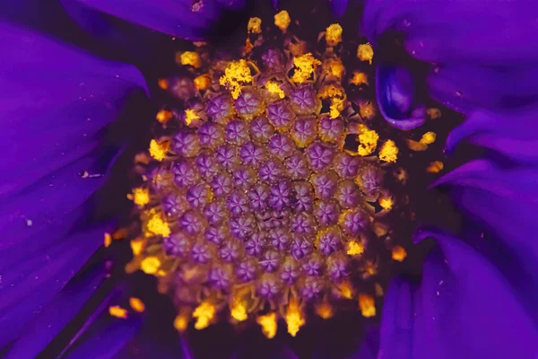 Bujný Pohled Květinu Sedmikrásky Zblízka — Stock fotografie