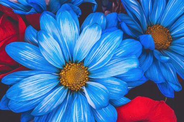 # Kapalı bir papatya #.