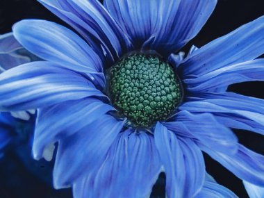 # Kapalı bir papatya #.