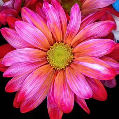 # Kapalı bir papatya #.