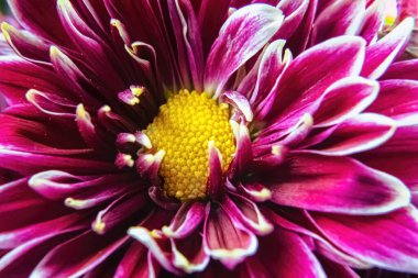 Bahar çiçeğinin makro görüntüsü