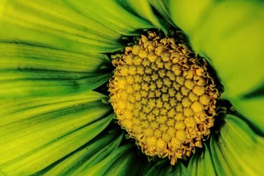 Baharda yeşil renkli papatya manzarası