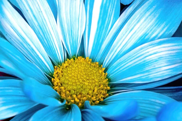春天里蓝色雏菊的宏观视图 — 图库照片