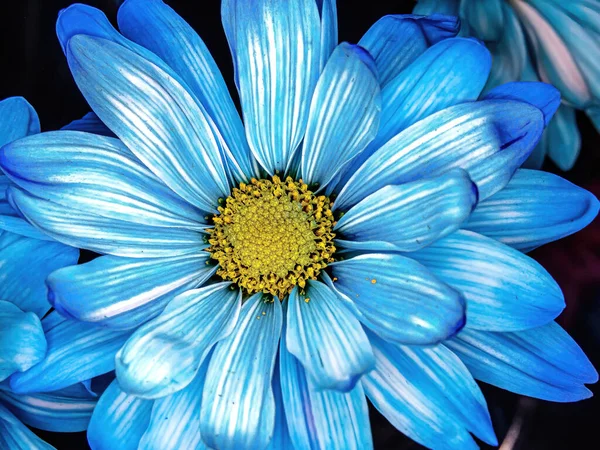 Macro View Blue Colored Daisy Spring — Stock Photo, Image