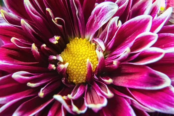 Bahar çiçeğinin makro görüntüsü