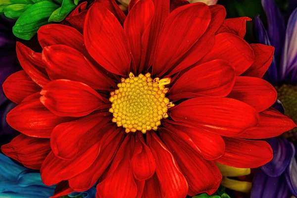 Macro View Red Colored Daisy Spring — стоковое фото
