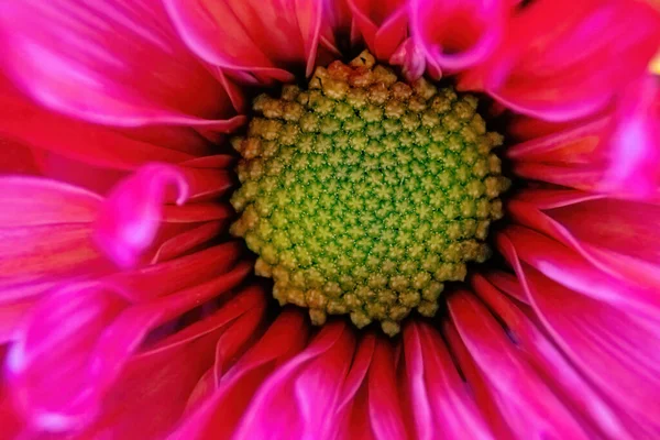 Makro Pohled Růžové Barevné Sedmikrásky Jaře — Stock fotografie