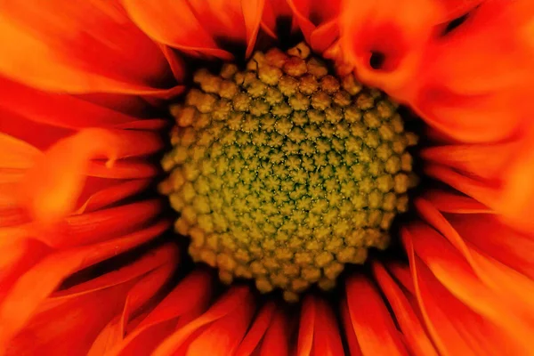 春天的橙色雏菊宏观视图 — 图库照片