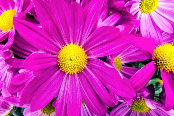 紫色波斯雏菊的宏观视图 — 图库照片