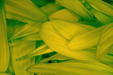 Parlak renkli çiçek papatya pedalları bir araya toplanmış.