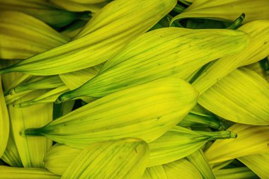 Parlak renkli çiçek papatya pedalları bir araya toplanmış.