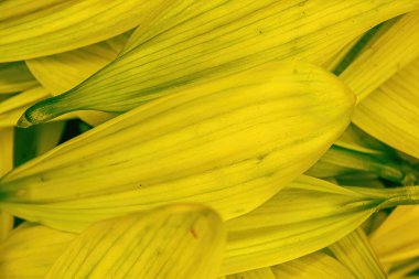 Parlak renkli çiçek papatya pedalları bir araya toplanmış.