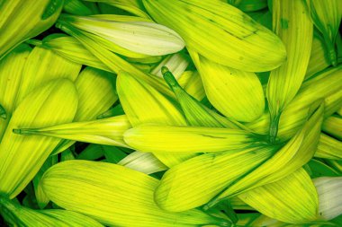 Parlak renkli çiçek papatya pedalları bir araya toplanmış.