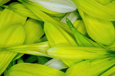 Parlak renkli çiçek papatya pedalları bir araya toplanmış.