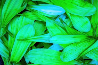 Parlak renkli çiçek papatya pedalları bir araya toplanmış.