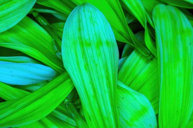 Parlak renkli çiçek papatya pedalları bir araya toplanmış.