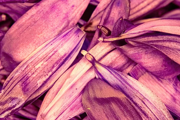 色彩艳丽的雏菊花瓣堆积如山 — 图库照片