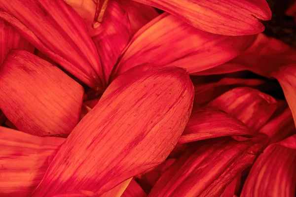 色彩艳丽的雏菊花瓣堆积如山 — 图库照片