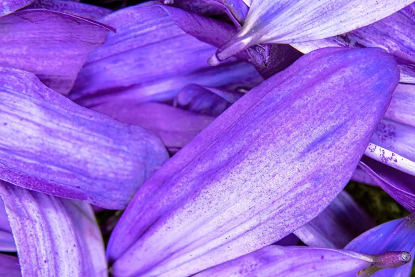Farbenfrohe Blume Gänseblümchen Pedale Aneinandergereiht — Stockfoto