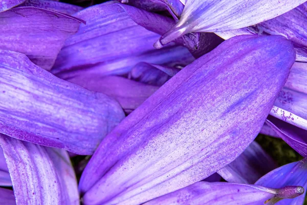 色彩艳丽的雏菊花瓣堆积如山 — 图库照片