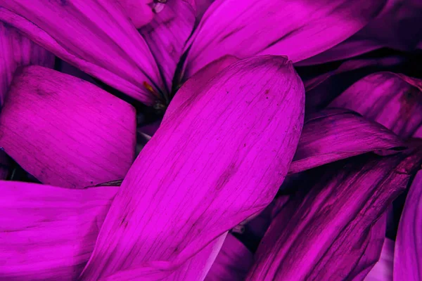 Brightly Colored Flower Daisy Pedals Piled Together — Stock Photo, Image