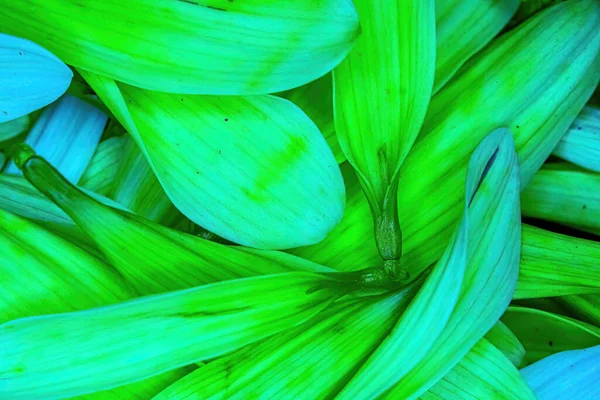 Parlak renkli çiçek papatya pedalları bir araya toplanmış.