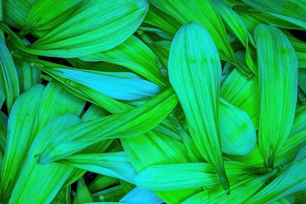 Parlak renkli çiçek papatya pedalları bir araya toplanmış.