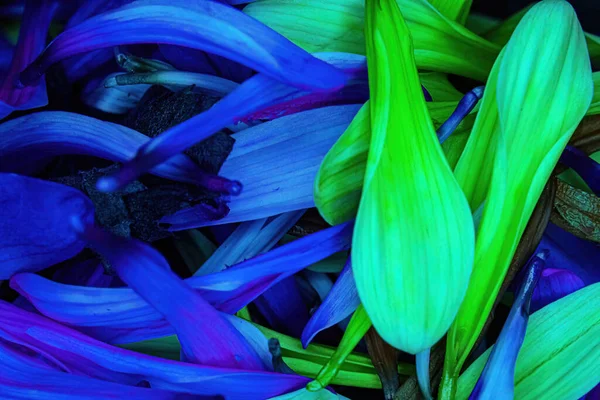 Brightly Colored Flower Daisy Pedals Piled Together — Foto de Stock