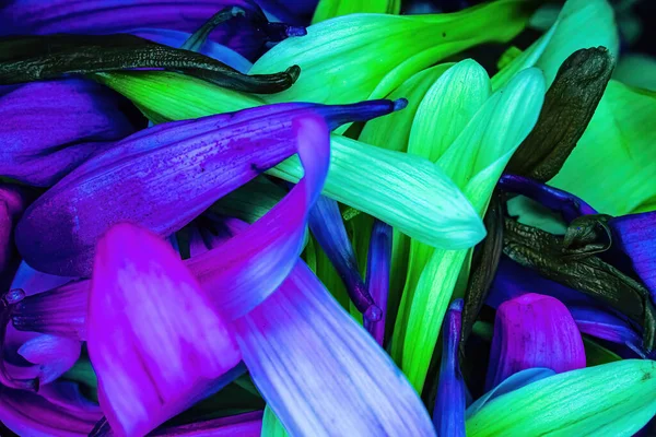 Pédales Marguerite Fleurs Aux Couleurs Vives Empilées Ensemble — Photo