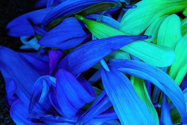 明るい色の花のデイジーペダルが一緒に積み上げ — ストック写真