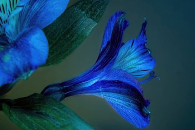 Çiçek açan bir göz için parlak bir bakış açısı