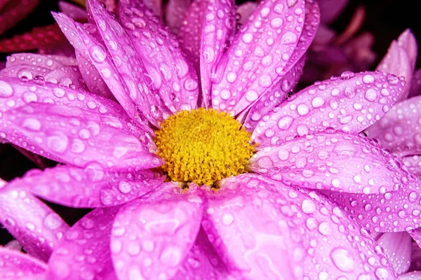 Water Drops Pink Flower Head — Stockfoto