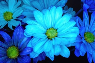 Mavi ışıklar bu papatyaları aydınlatıyor.